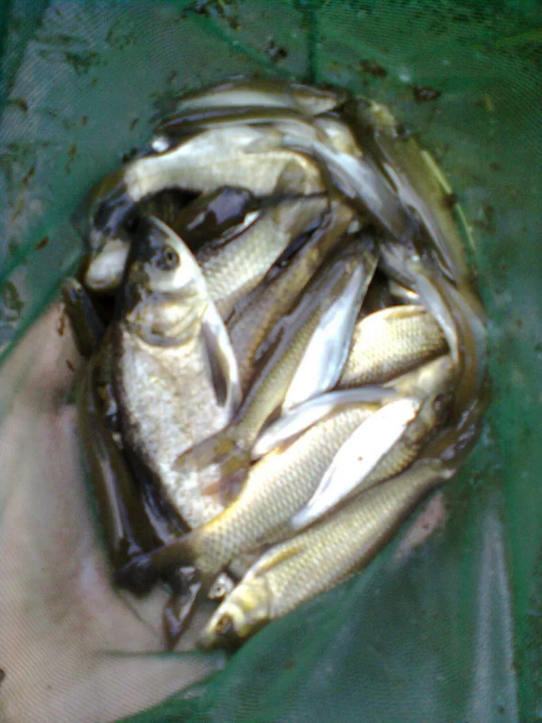 продажа рыбопосадочного материала малька в Саратове и Саратовской области