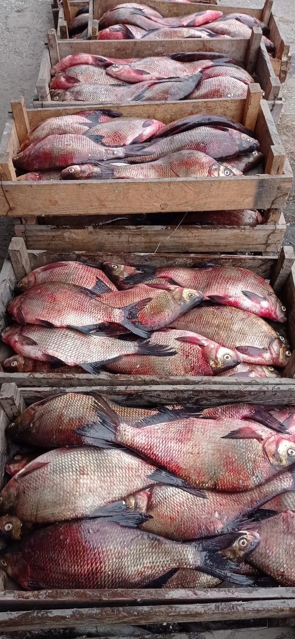 фотография продукта Речная рыба в ассортименте 